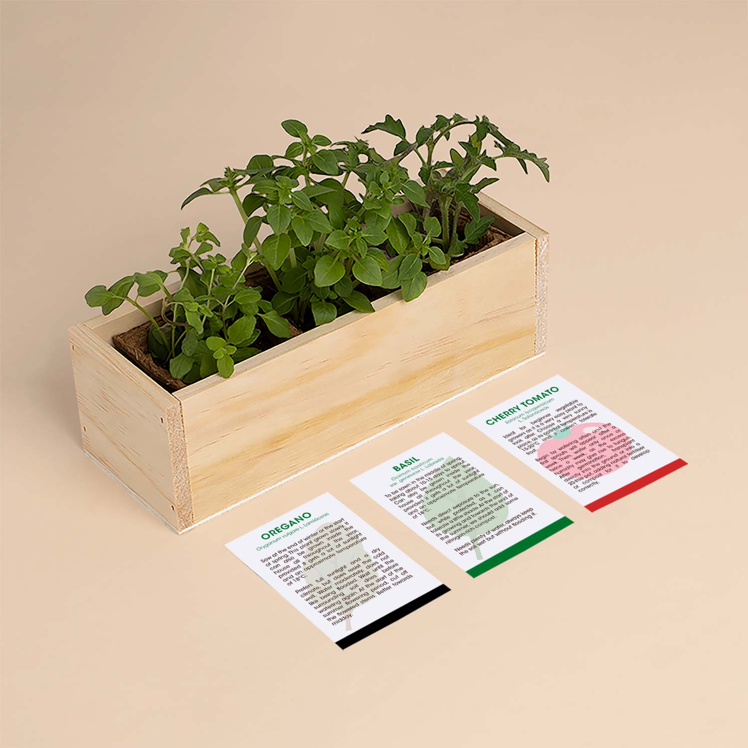 Pizza – zestaw do uprawy ziół Resetea (oregano, bazylia, pomidor koktajlowy)