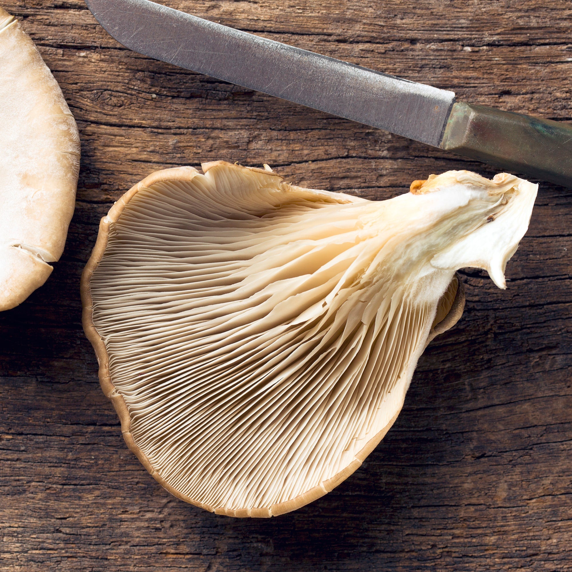 Zestaw do uprawy boczniaka ostrygowatego Resetea