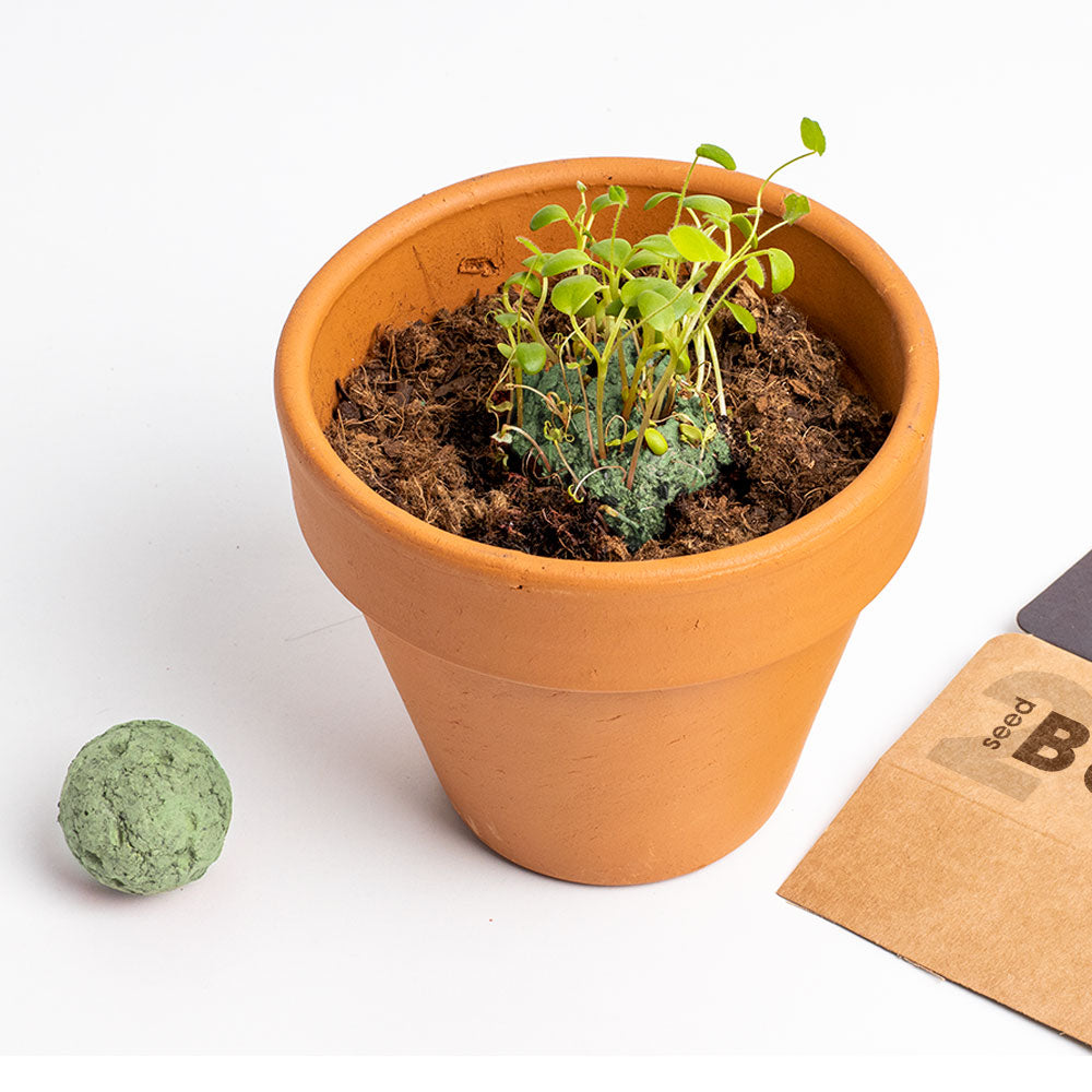 Biodiversity Bombs Resetea– Mediterranean Garden