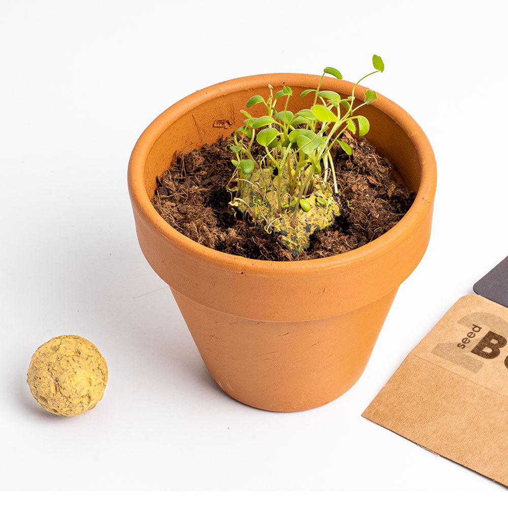 Biodiversity Bombs Resetea– Let’s Save the Bees