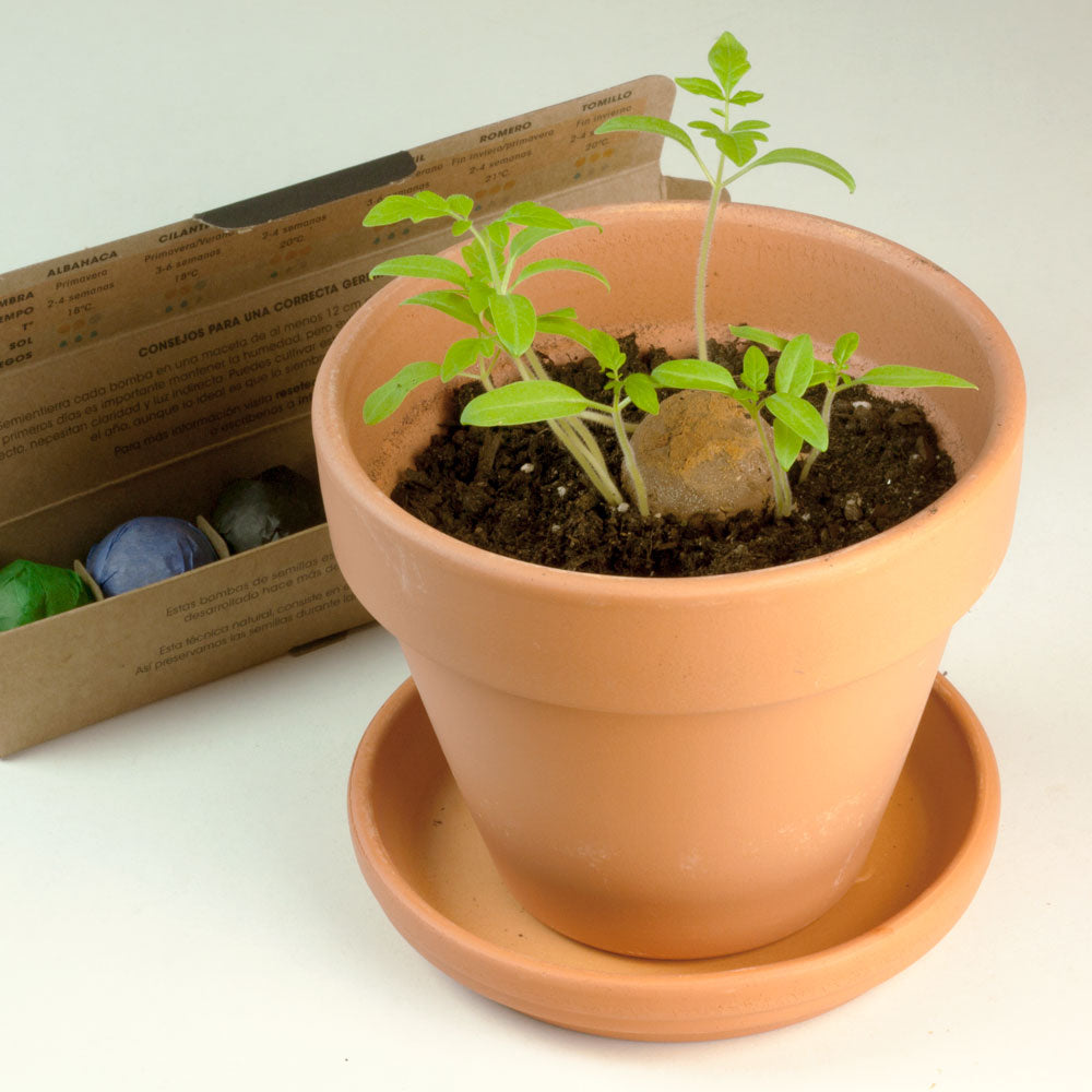 Zestaw 6 bomb nasiennych Resetea – zioła