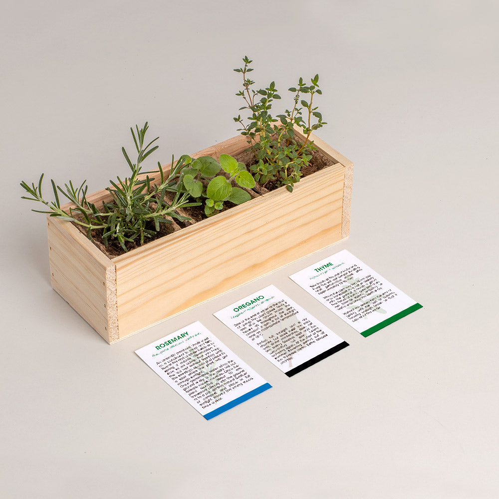 Mini ogród Resetea – Mediterranean