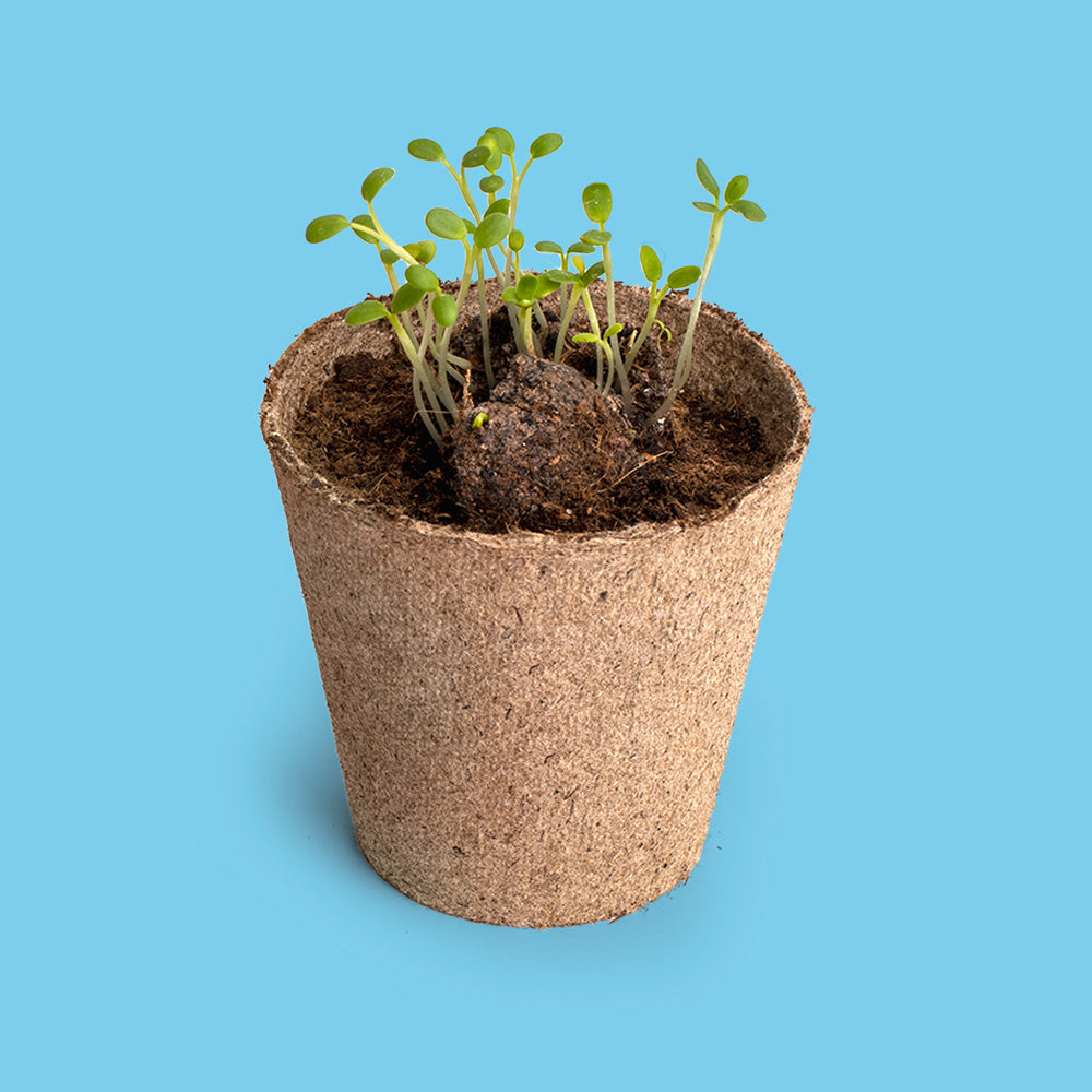 Save the Bees – zestaw do uprawy kwiatów dla zapylaczy Resetea