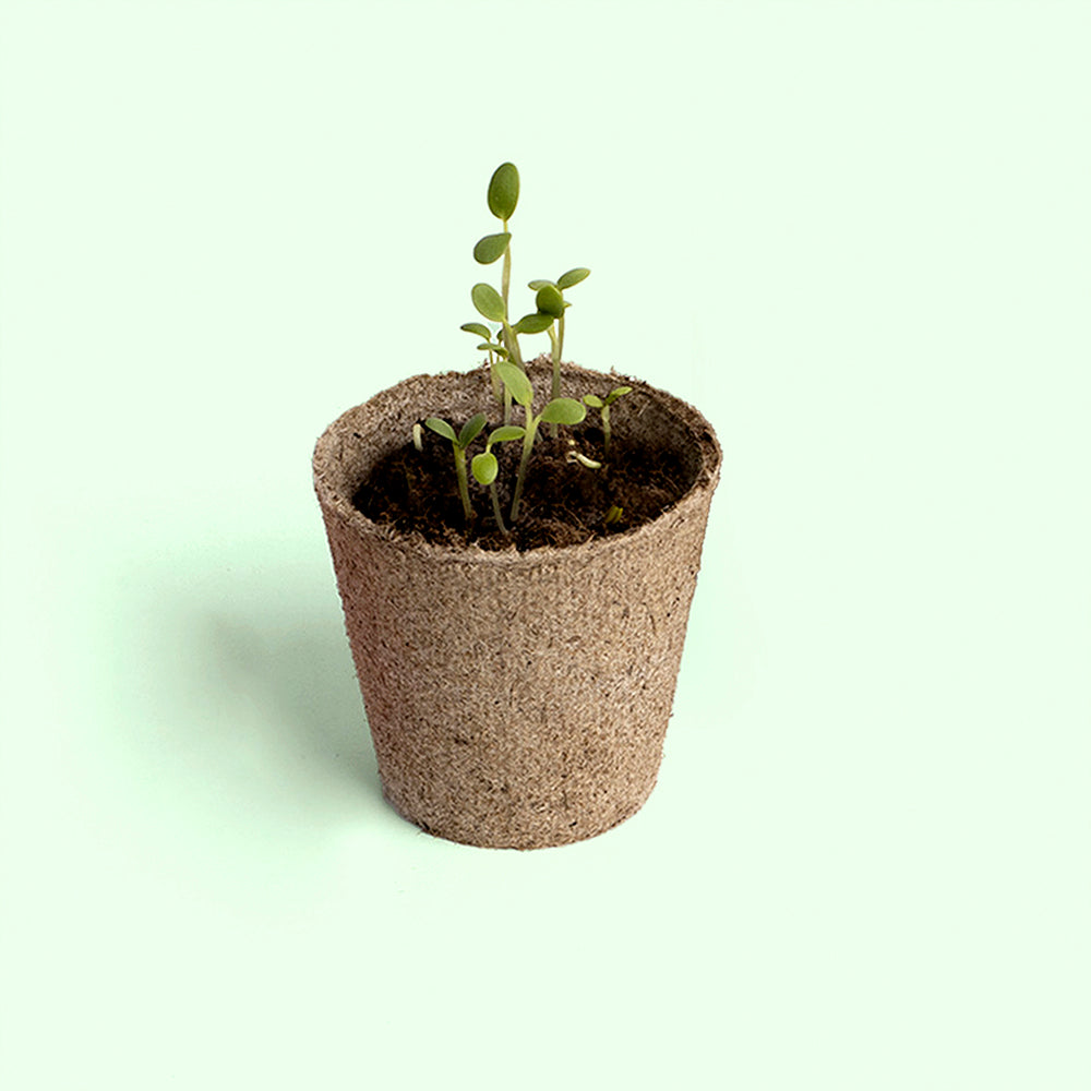 Plant and Discover Resetea – Jak kiełkuje nasiono