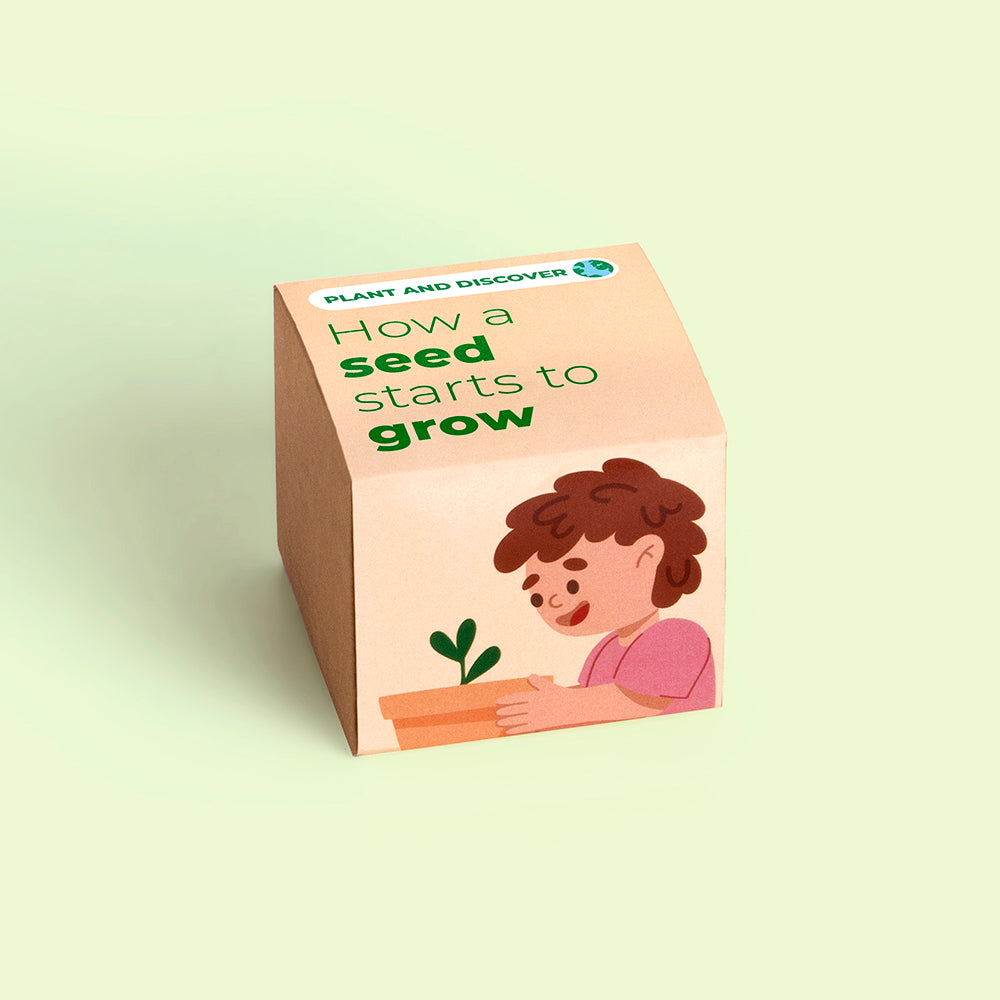 Display Plant and Discover Resetea – Jak kiełkuje nasiono