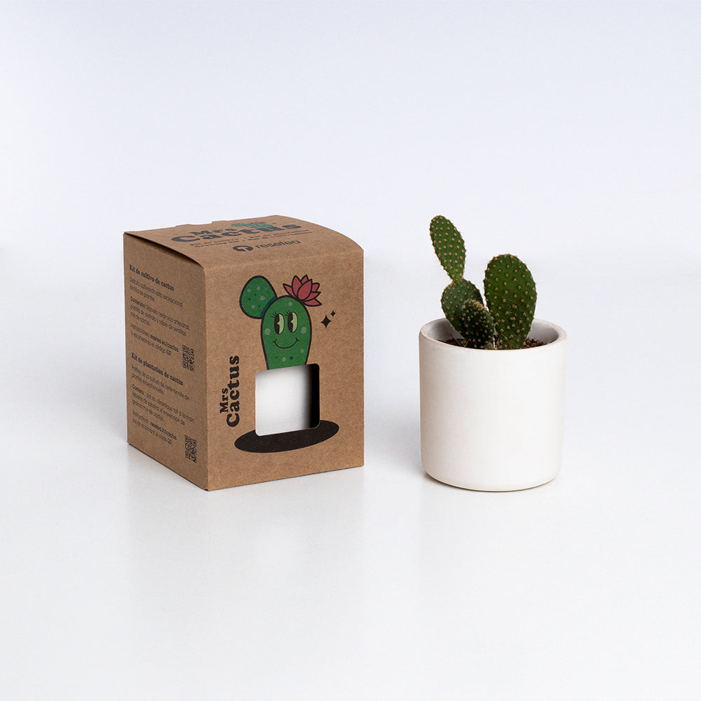 Roślinka Mrs Cactus Resetea