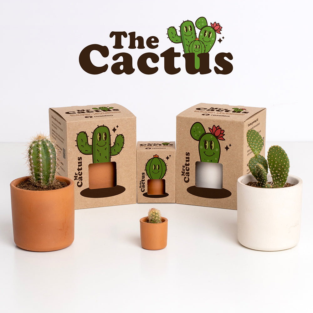 Roślinka Mrs Cactus Resetea